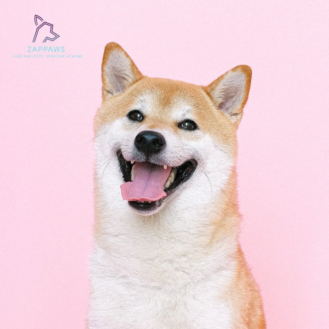 Splash Zone! The Right Way to Keep Your Furry Friends Fresh and Happy