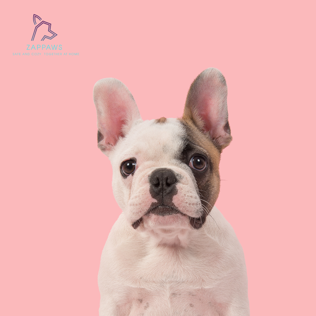 Helping Pets Cope with Separation Anxiety: Solutions for a Stress-Free Transition