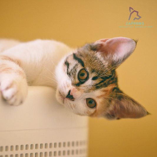 Finding the Best Cord Protector for Pets: A Complete Guide