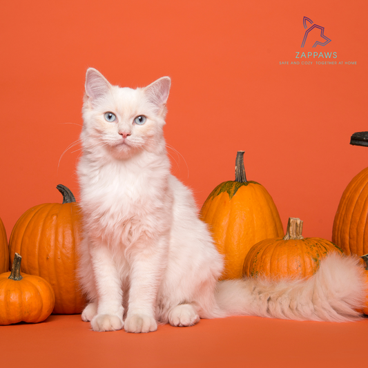 Trick or Treat, Safe and Neat: Must-Have Pet Gadgets for Halloween 2024