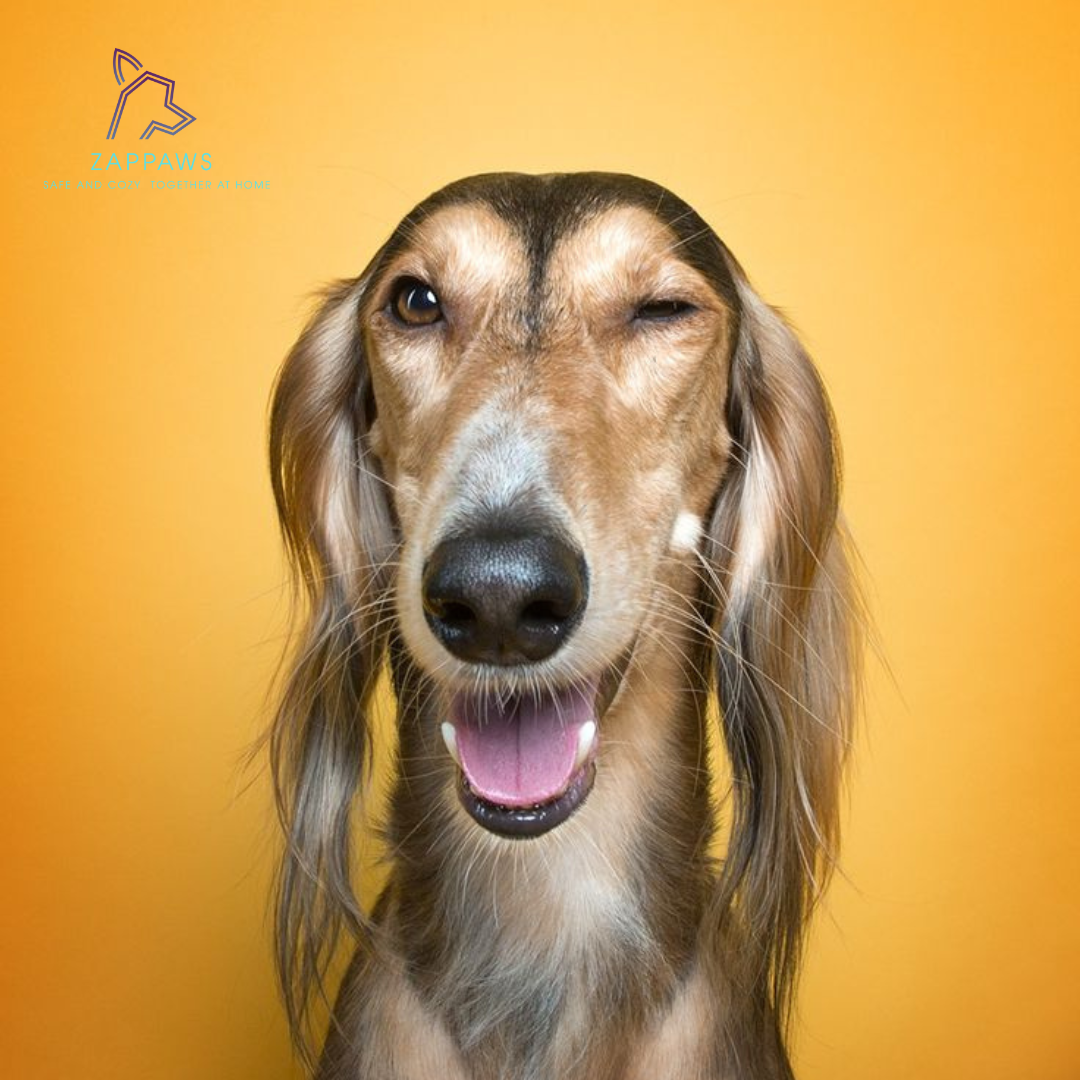 How to Keep Your Pets Safe from Common Fall Hazards