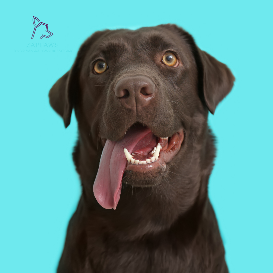 Chocolate and Pets: A Deadly Combination You Can’t Ignore!